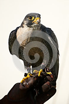 Close-up of peregrine falcon on falconry glove