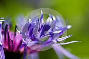 Close-up of perennial cornflower, Centaurea montana