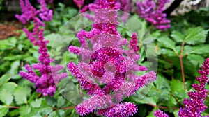 Close-up of the perennial plant Astilbe in the park