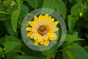 Close-up of perennial sunflower against with green background