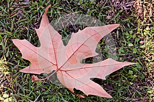 Close-up of a perfect red maple leaf.