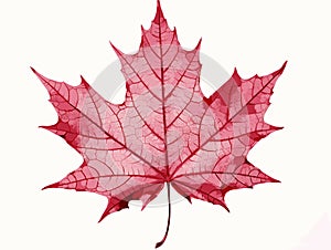 Close-up of a perfect red maple leaf in hand-drawn style