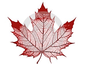 Close-up of a perfect red maple leaf in hand-drawn style