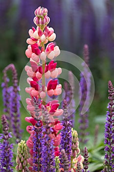 Close up of perfect, stunning pink and red lupin flower with green foliage in background.