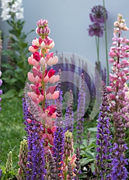 Close up of perfect, stunning pink and red lupin flower with green foliage in background.