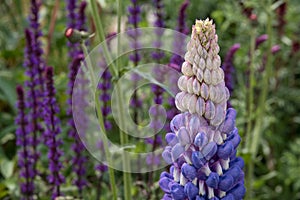 Close up of perfect, stunning purple lupin flower with green foliage in background.