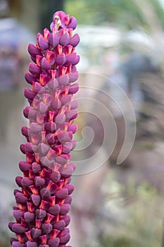 Close up of perfect, stunning purple lupin flower with green foliage in background.