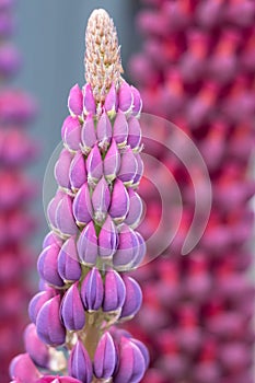 Close up of perfect, stunning purple lupin flower with green foliage in background.