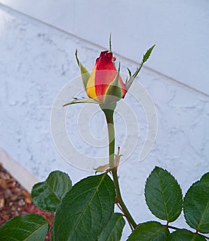 Close up of a perfect yellow and red rose bud