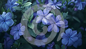 A close-up of periwinkle flowers in a garden, showcasing their delicate petals and soothing color palette with impeccable 8k