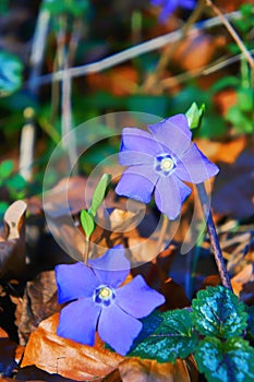 Close up of an periwinkle with purple blue flowers and blurred green forest background. Vinca minor