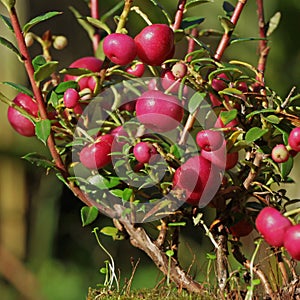 Close-up of Pernettya mucronata berries in autumn