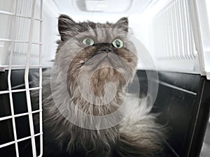 Close-up of a persian cat in a cage loking curious outside.