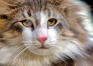 Close up of a persian cat with large fur