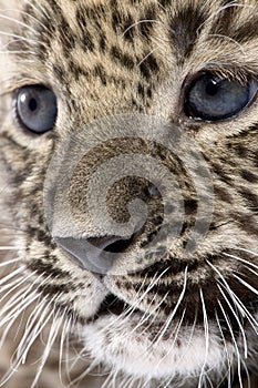 Close-up on a Persian leopard Cub (6 weeks)