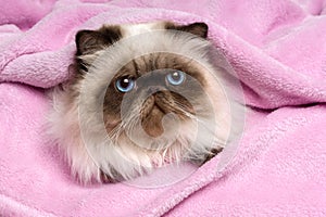 Close up of a persian seal colourpoint cat on a pink bedspread