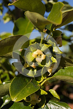 Close-up of a persimmon branch with flowers coming out in spring