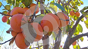 Close up of persimmon fruit on the tree. Persimmon in fiel. Garden with fresh persimmon fruit