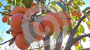 Close up of persimmon fruit on the tree. Persimmon in fiel. Garden with fresh persimmon fruit