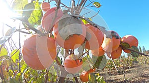 Close up of persimmon fruit on the tree. Persimmon in fiel. Garden with fresh persimmon fruit