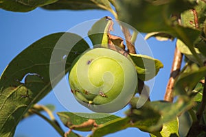 Close-up of a persimmon that has been damaged due to a hail storm