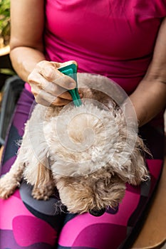 Close-up of person applying ticks, lice and mites control medicine on poodle pet dog