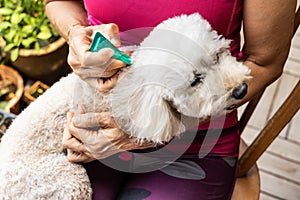 Close-up of person applying ticks, lice and mites control medicine on poodle pet dog