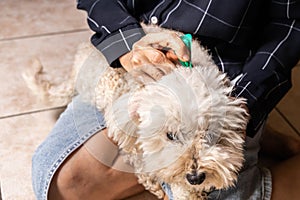 Close-up of person applying ticks, lice and mites control medicine on poodle pet dog with long fur