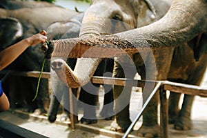 Close up person hand feeding vegetable to giant elephant trunk in the zoo.Cute Thai animal