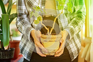 Close up person holding pot with a flower plant indoor at home