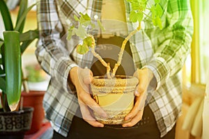 close up person holding pot with a flower plant indoor at home