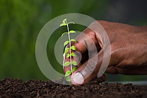 Person`s Hand Planting Sapling photo