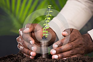 Close-up Of Person`s Hand Protecting Sapling