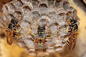 Close-up perspective of European wasps commencing the formation of a new colony.