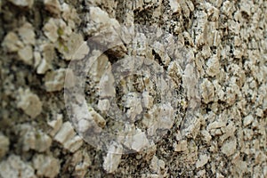 Close up perspective of Igneous Rock Surface Texture (wider)