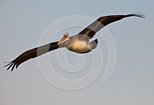 Close-up of Peruvian Pelican in flight