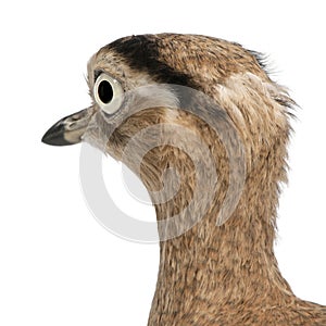 Close-up of Peruvian Thick-knee, Burhinus superciliaris, 3 years old