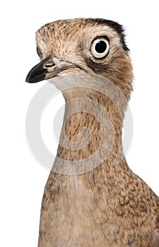 Close-up of Peruvian Thick-knee, Burhinus superciliaris, 3 years old