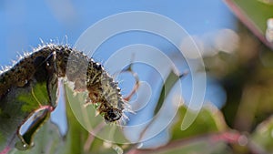 Close-up of a pest caterpillar eating farmers crops a a