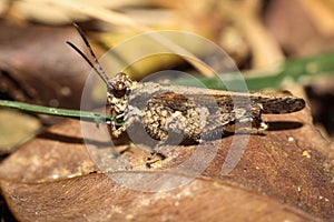 Close up pest Chorthippus brunneus or common field brown grasshopper on the ground eating green grass leaf