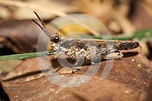 Close up pest Chorthippus brunneus or common field brown grasshopper on the ground eating green grass leaf photo