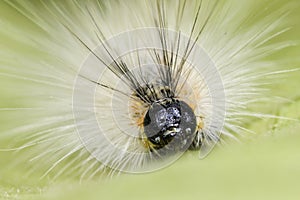 Close up of pest fall webworm, Hyphantria cunea