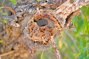 Close-up of a pest infected tree branch in Sweetwater Wetlands in Tucson, Arizona