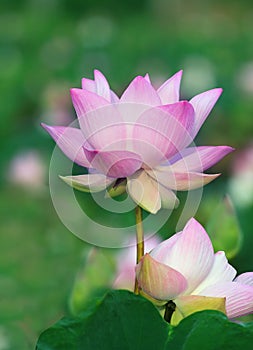 Close up petal pink lotus flowers in water pool