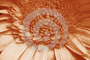 Close-up of the petals of a gerbera flower in Peach Fuzz