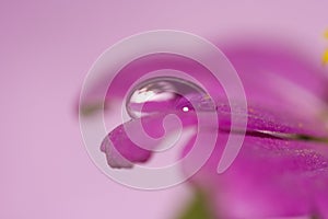Close-up petals of pink flower