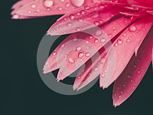 Close up petals pink gerbera flower with water drop