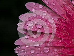 Close up petals pink gerbera flower with water drop