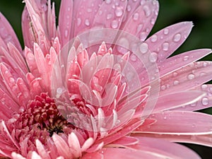 Close up petals pink gerbera flower with water drop