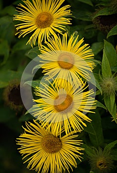 Close-up of the petals of several Elecampane, Inula helenium flowers